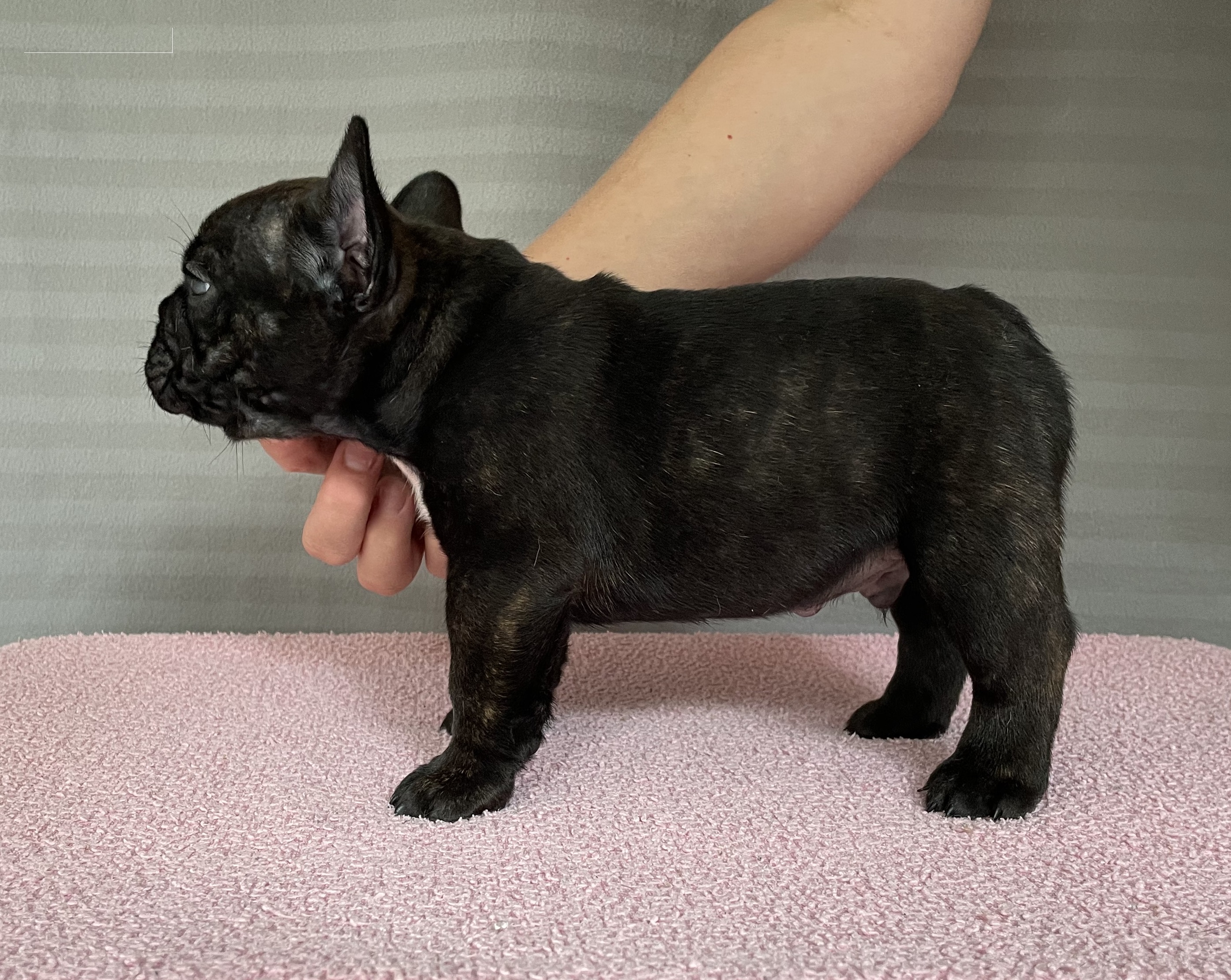 Flash Frenchies Litter D